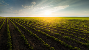 agricultural soy plantation on sunny day green growing soybeans plant against sunlight mfrh original 768x511 2