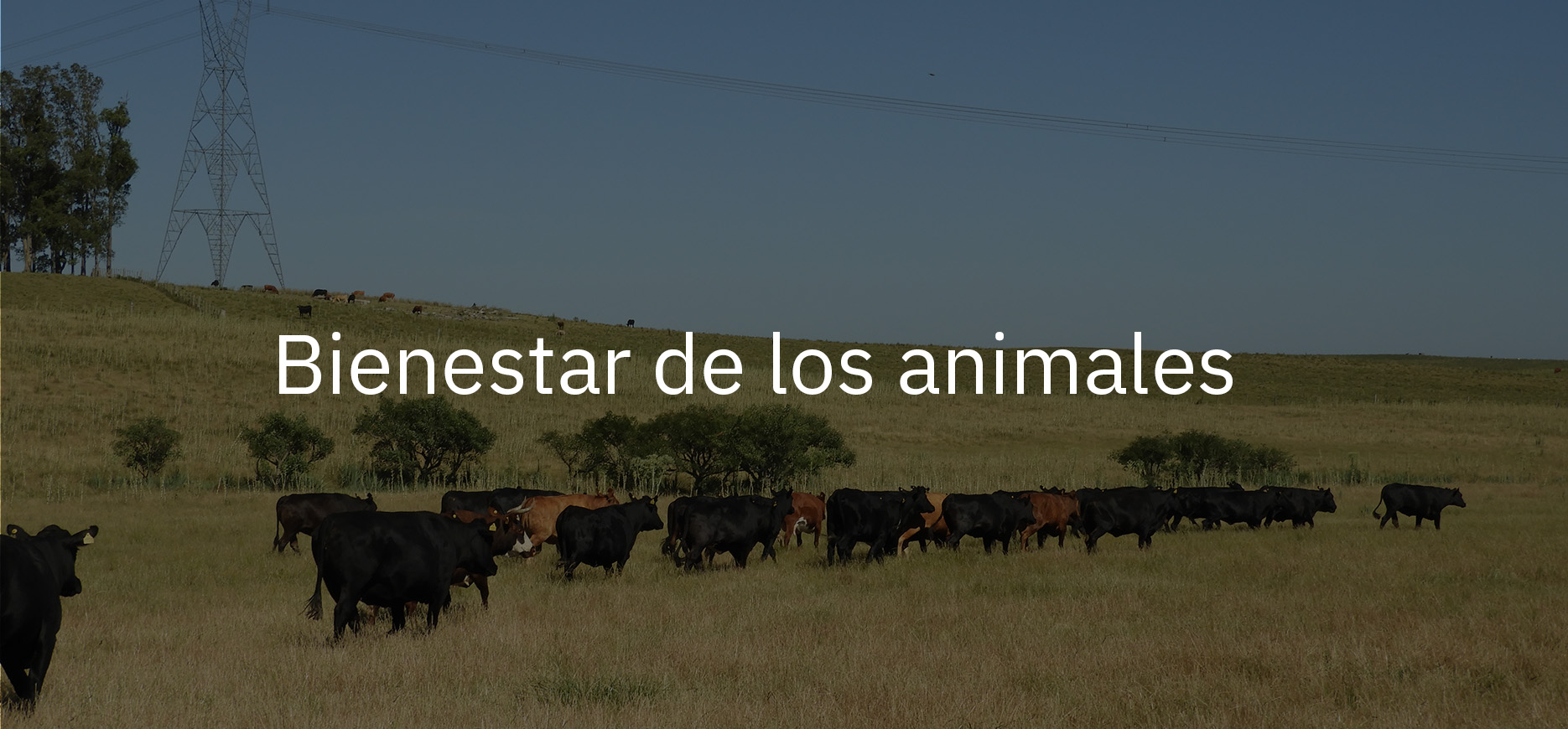 bienestar de los animales