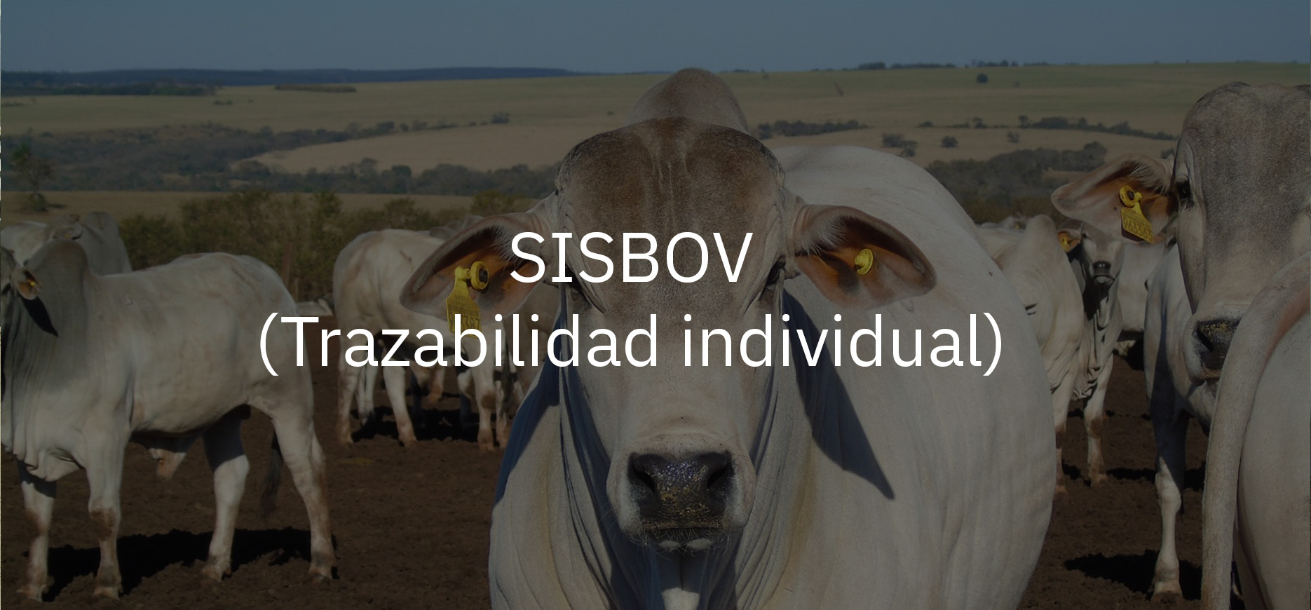 trazabilidad individual sisbov